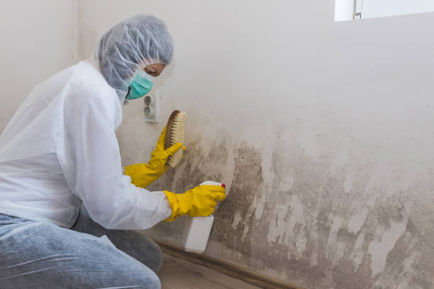 Best Asbestos and Lead Testing During Mold Inspection  in Horatio, AR